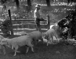 Fred Dressler counting sheep on range