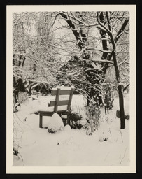 Bench and trees covered with snow