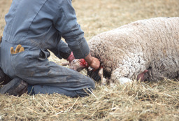 Sheepherder preforming pulled birth on ewe
