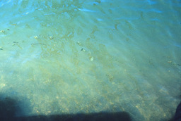 Water quality at South Lake Tahoe, 1965