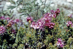 Purple or Brewer's Mountain Heather (Phyllodoce Breweri - Ericaceae)
