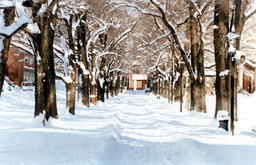 Winter on campus, Quad, 2000