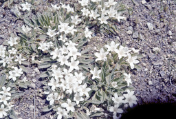 California hesperochiron (Hesperochiron californicus - Hydrophyllaceae)