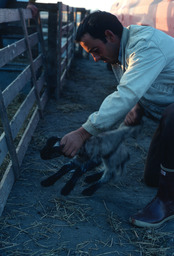 Herder jacketing newborn lamb