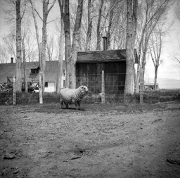 Sheep in farm yard
