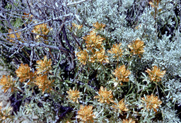 Indian Paintbrush (Castilleja chromosa -  Scrophulariaceae)