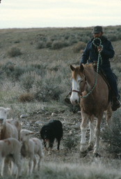 Herder on horseback and sheepdog  trailing sheep