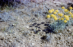 Eriogonum ovalifolium - Polygonaceae