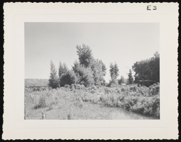 Small river next to grove of sagebrush and trees, copy 1