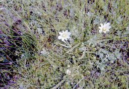 Nevada Lewisia (Lewisia nevadensis - Portulacaceae)