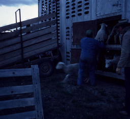Transferring sheep from trailer to pen