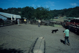 Basque sheepherders and sheep shearing