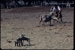 Sheepherder with sheep and lambs