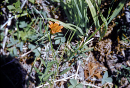 Sierra tiger lily (Lilium parvum - Liliaceae)