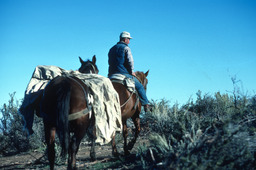 Sheepherder with pack horses