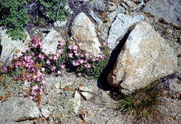 Gray rockfringe (Epilobium obcordatum - Onagraceae)
