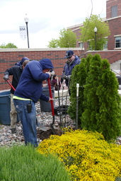 Packing soil around Tree of Gernika