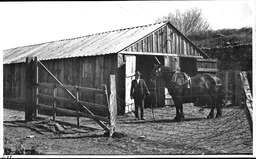 Agricultural Experiment Station livestock horse, University Stables, ca. 1911