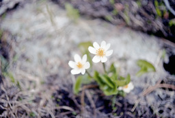 Howell's Marsh Marigold (Caltha howellii - Ranunculaceae)
