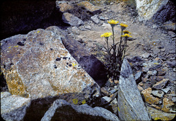 Pacific Hulsea (Hulsea algida - Asteraceae)