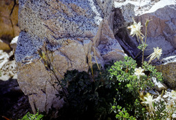 Sierra Columbine (Aquilegia pubescens - Ranunculaceae)
