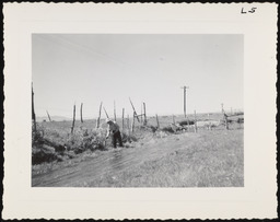 Worker looking at wire fence, copy 1