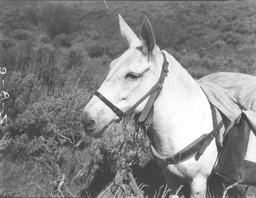 Dominique Laxalt's pack burro