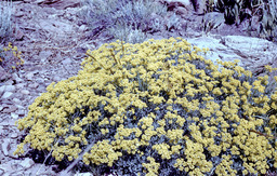 Sulphur-flowered Eriogonum (Eriogonum umbellatum - Polygonaceae)