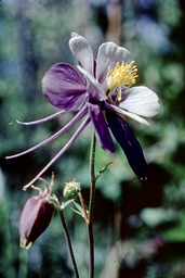 Colorado Blue Columbine (Aquilegia coerulea - Ranunculaceae)