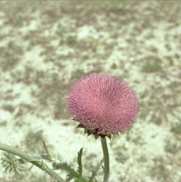 Musk thistle (Carduus nutans - Asteraceae)