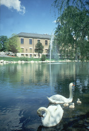Manzanita Lake and Clark Administration Building, swans, 2000