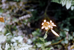 Sierra tiger lily (Lilium parvum - Liliaceae)