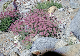Mountain Monardella (Monardella odoratissima - Lamiaceae)