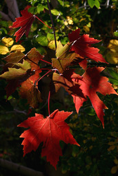 Autumn leaves on campus, 2005