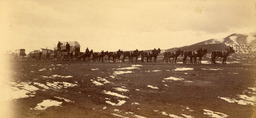 Sixteen mule team drawing two prairie schooners and a loaded wagon