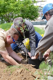 Removing Tree of Gernika from pot