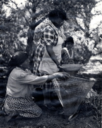Pine nut gathering, women with winnowing tray and burden basket