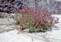 Mountain Pride (Penstemon Newberryi - Scrophulariaceae)