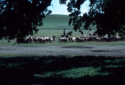Sheepherder, dog, and flock