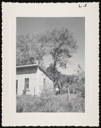 House in tree covered site, copy 2
