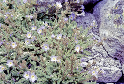 Jacob's-ladder (Polemonium sp. - Polemoniaceae)