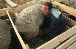 Sheepherder and ewe in lambing pen