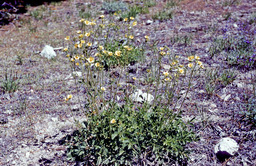 Cinquefoil (Potentilla sp. - Rosaceae)