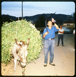Man drinking from glass wine pitcher standing next to donkey (with flash)