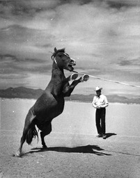 Horse with rope on neck bucking, man looking on