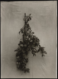 Spray of fruit from Dr. Church's orchard