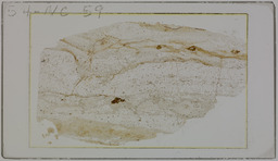 Thin section 54NC59, quartz-muscovite-biotite schist