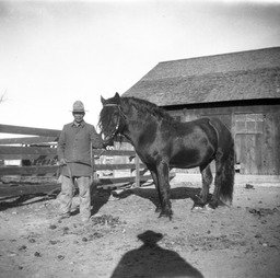 Man in corral with horse