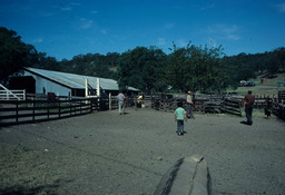 Basque sheepherders and sheep shearing