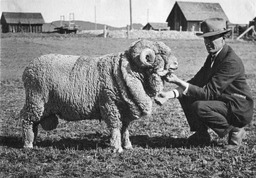 Agricultural Experiment Station livestock sheep, University Stock Farm, 1920